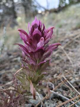 Imagem de Orthocarpus pachystachyus A. Gray