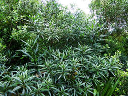 Image of Solanum aviculare var. aviculare