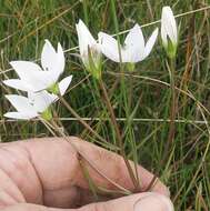 Image of Gentianella cunninghamii (L. G. Adams) Glenny