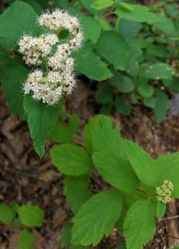 Image of Spiraea corymbosa