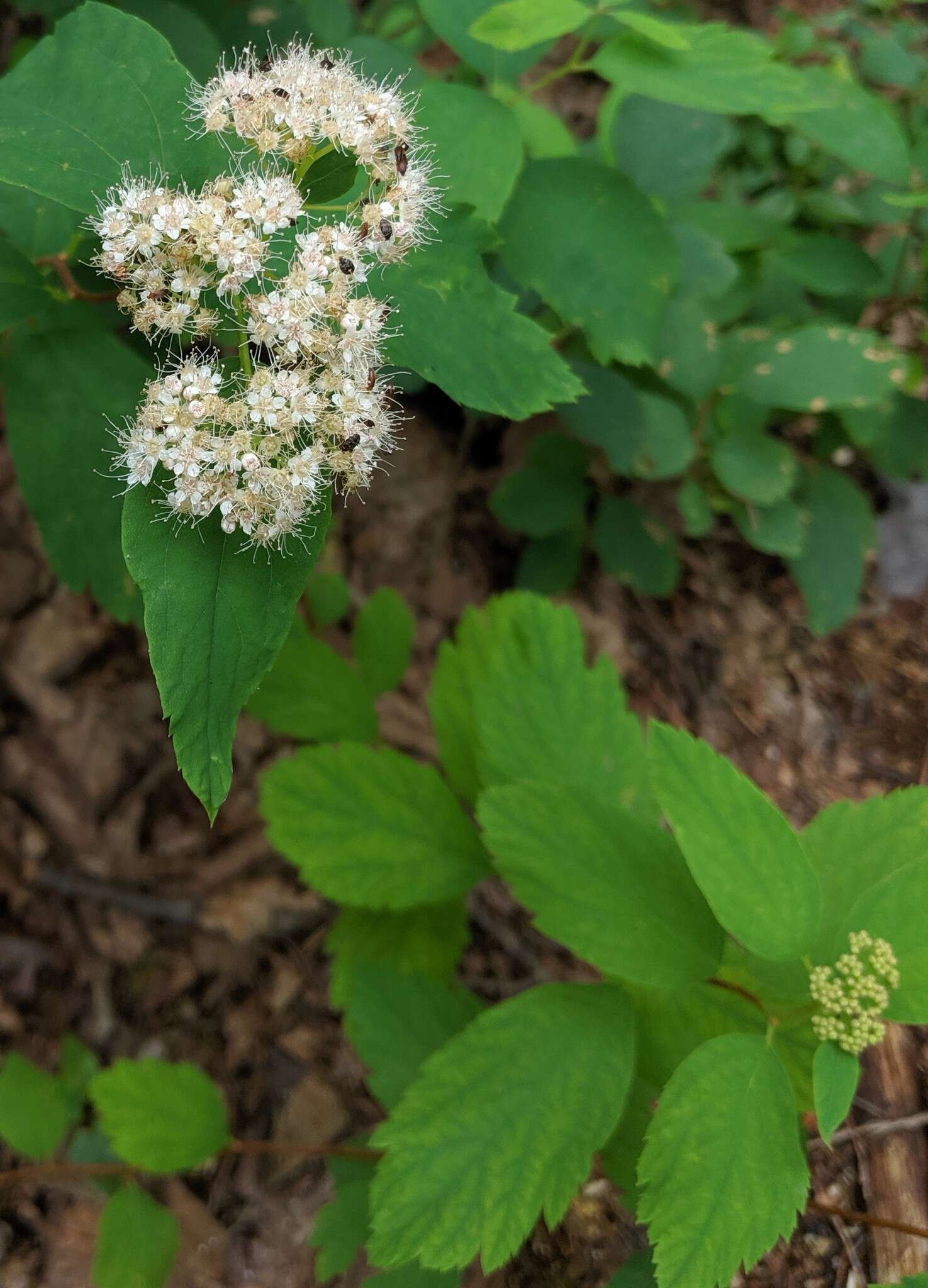 Image of Spiraea corymbosa