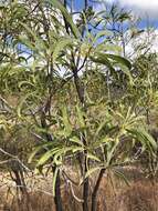 Image of Persoonia falcata R. Br.