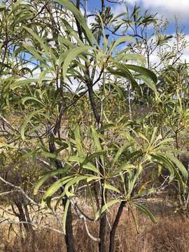 Imagem de Persoonia falcata R. Br.