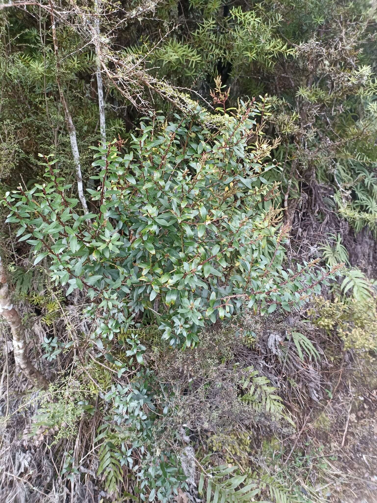 Image of Gaultheria paniculata B, L. Burtt & A. W. Hill