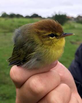 Image of Phylloscopus ruficapilla voelckeri (Roberts 1941)