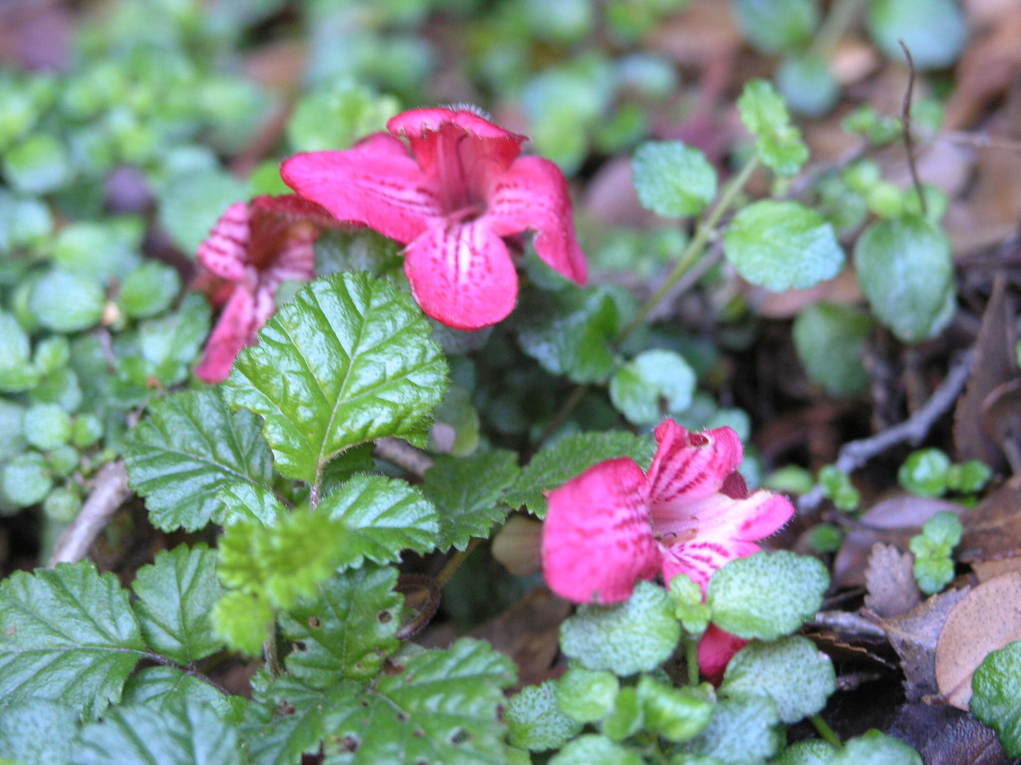 Imagem de Asteranthera ovata (Cav.) Hanst.