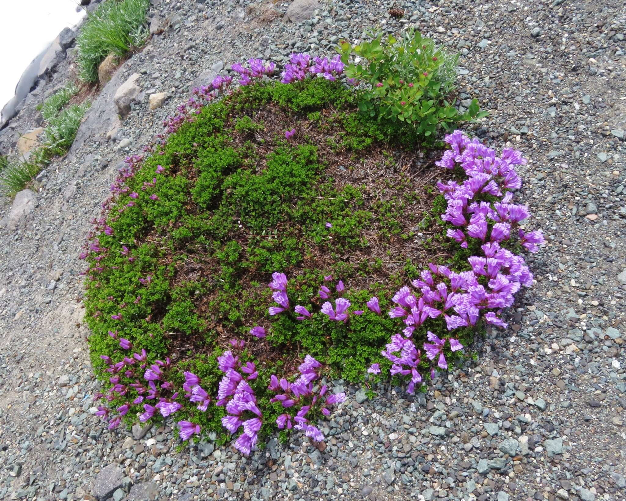 Image of Menzies' penstemon