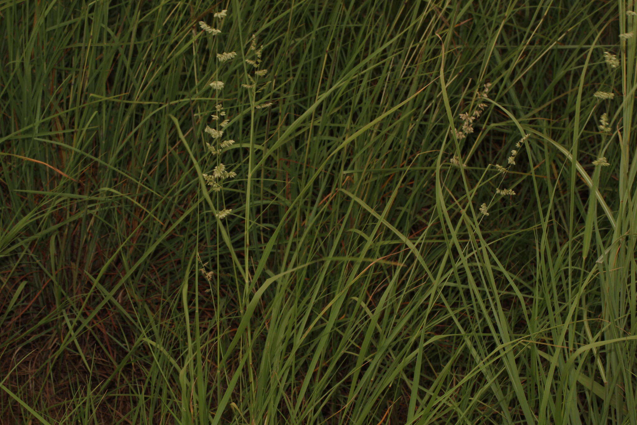 Image of African lovegrass