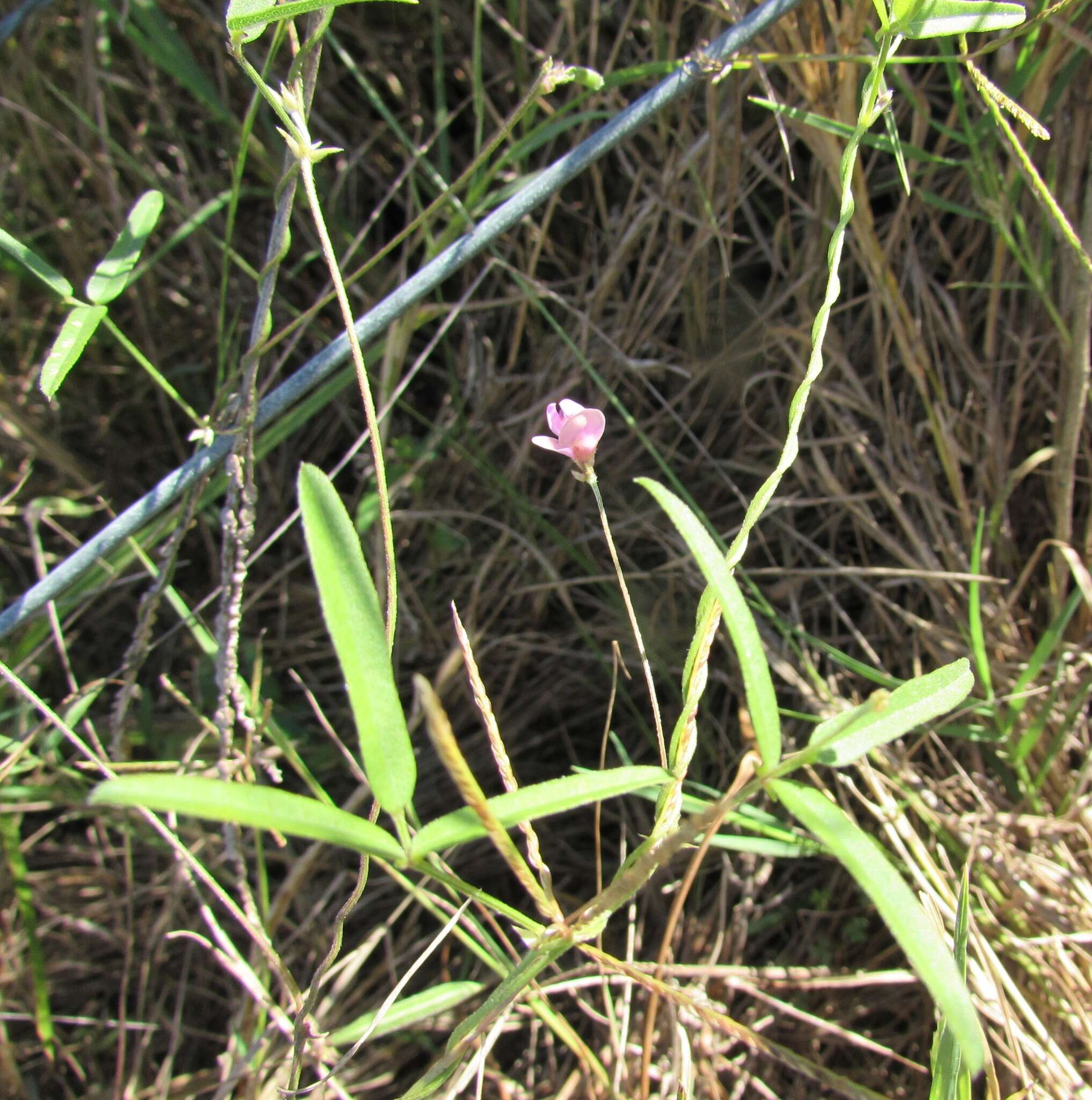 Image of slickseed fuzzybean