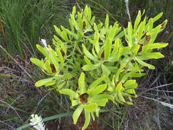 Image of Leucadendron microcephalum (Gand.) Gand. & Schinz