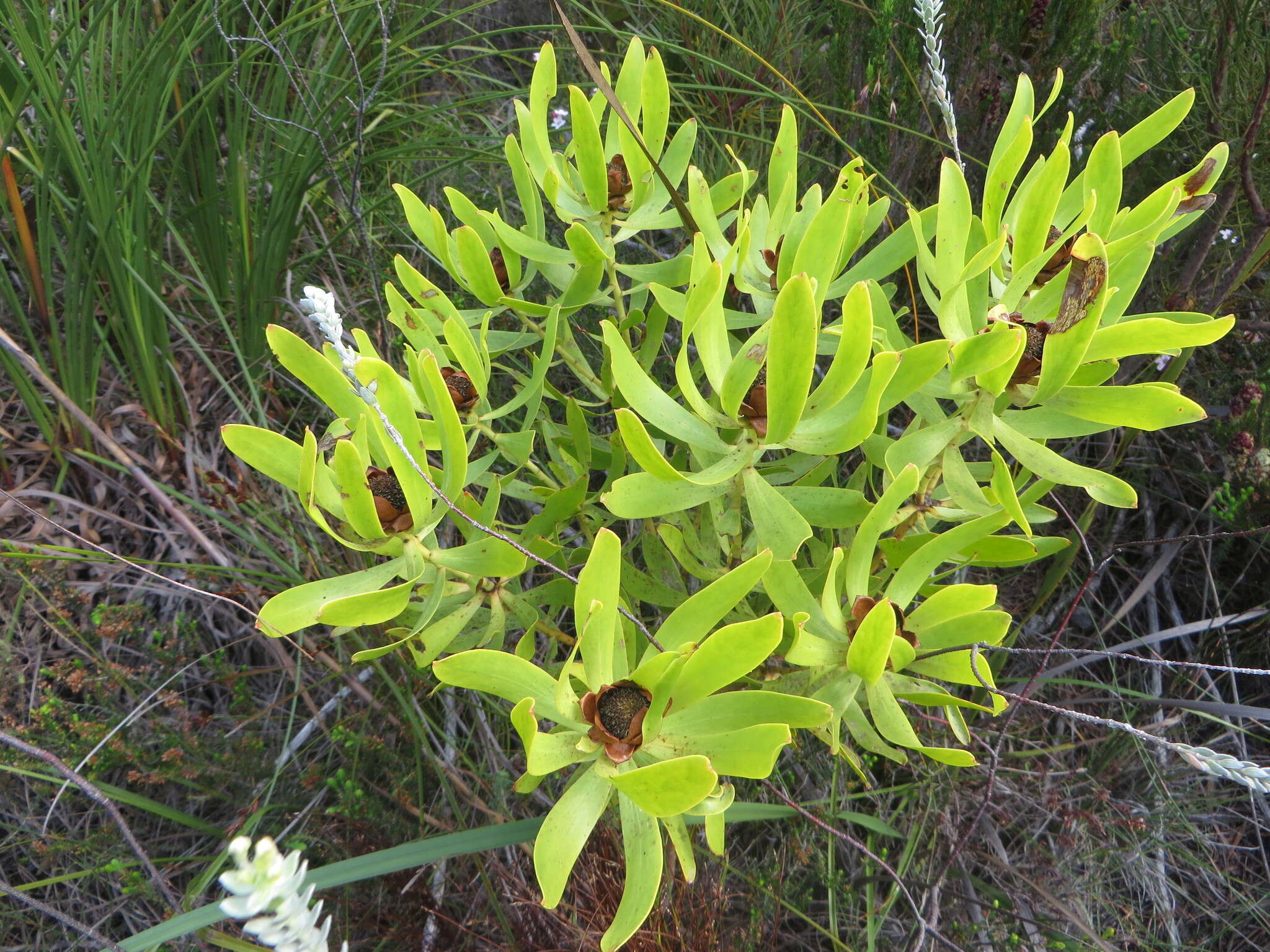 Plancia ëd Leucadendron microcephalum (Gand.) Gand. & Schinz