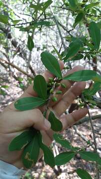 Image of Erythroxylum havanense Jacq.