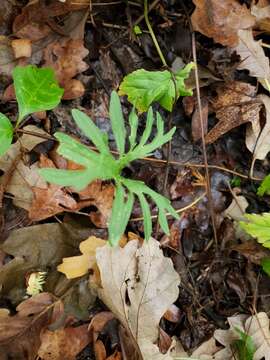 Слика од Viola subsinuata (Greene) Greene