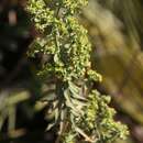 Euphorbia pithyusa subsp. cupanii (Guss. ex Bertol.) Radcl.-Sm. resmi