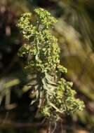 Euphorbia pithyusa subsp. cupanii (Guss. ex Bertol.) Radcl.-Sm. resmi