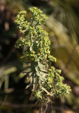 Sivun Euphorbia pithyusa subsp. cupanii (Guss. ex Bertol.) Radcl.-Sm. kuva