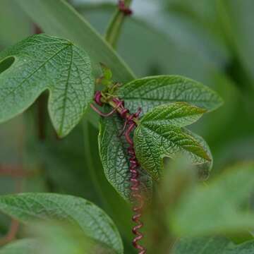 Passiflora cinnabarina Lindl.的圖片