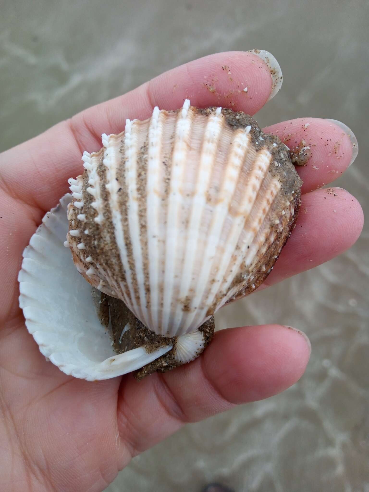 Image of European prickly cockle