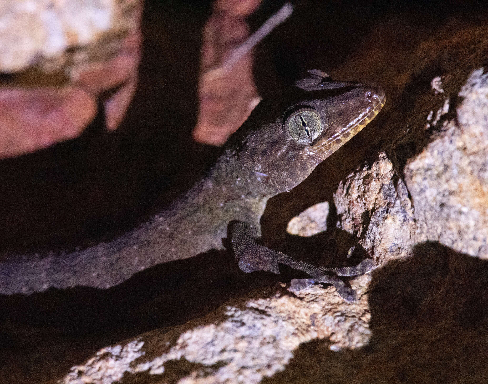 صورة Gekko porosus Taylor 1922