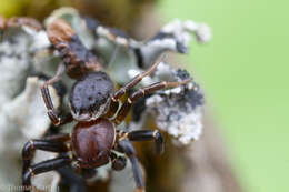 Image of Xysticus ellipticus Turnbull, Dondale & Redner 1965