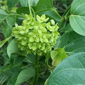 Image of Marsdenia volubilis (L. fil.) Cooke