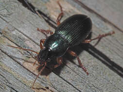 Image of Ophonus (Ophonus) laticollis Mannerheim 1825