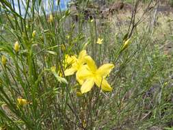 Plancia ëd Menodora scabra Engelm. ex A. Gray