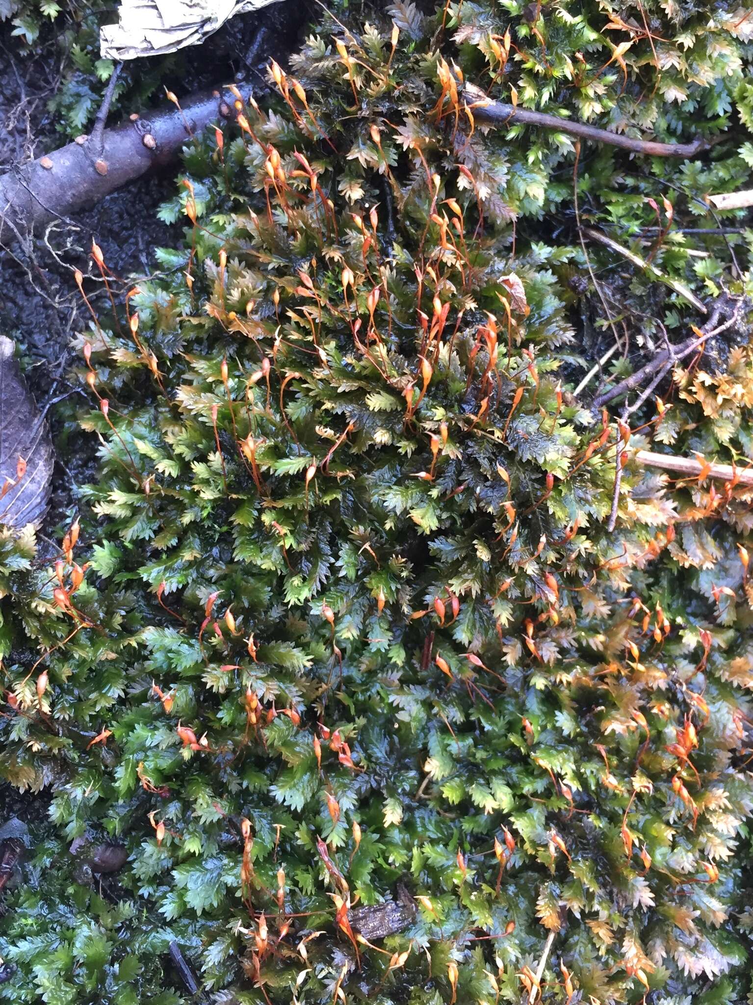 Image of fissidens moss