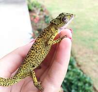 Image of Seychelles Tiger Chameleon