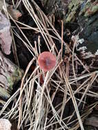 Image of Lactarius hepaticus Plowr. 1905