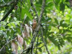 Image of Bower's Shrike-thrush