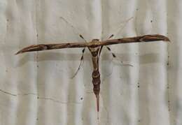 Image of Ragweed Plume Moth
