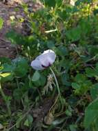 Image of Papaver albiflorum subsp. austromoravicum K. Kubat