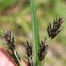 Image of Nutgrass
