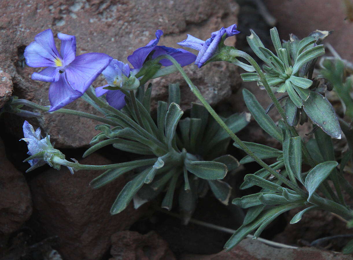 Image of Viola cheiranthifolia Humb. & Bonpl.