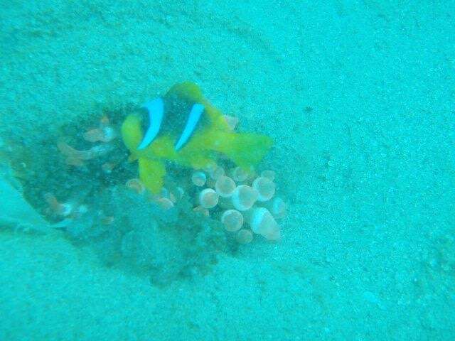 Image of Clownfish