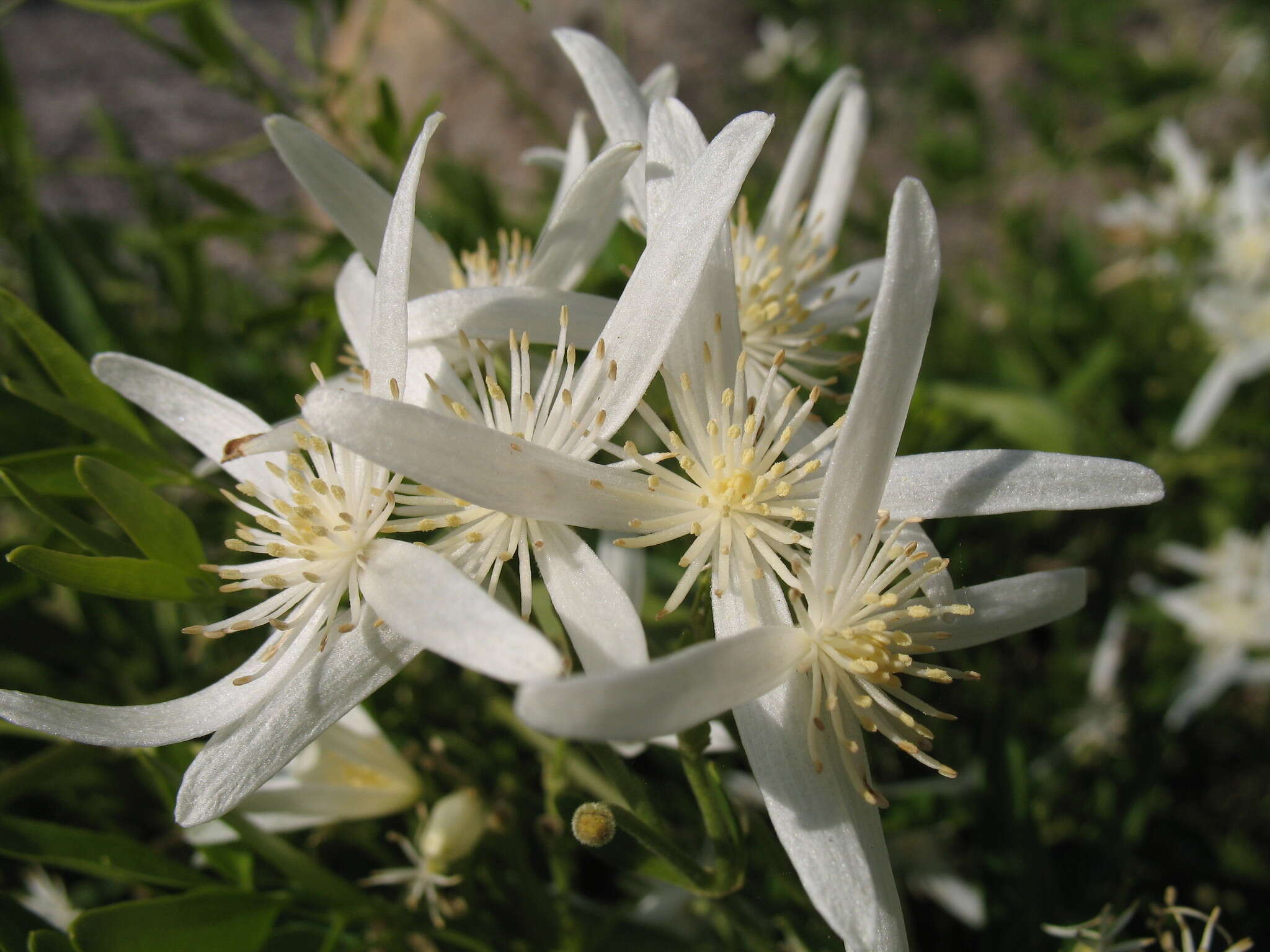 Image of Clematis linearifolia Steud.