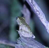 Image of Kuranda Tree Frog