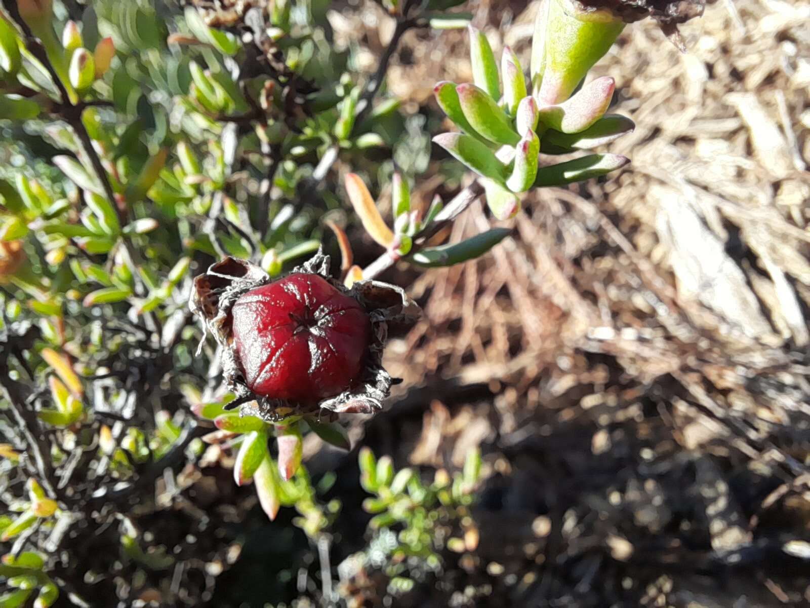 Image of Lampranthus zeyheri (Salm-Dyck) N. E. Br.