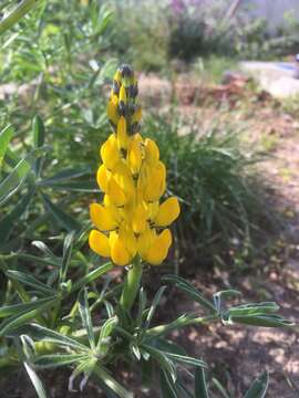 Image of European yellow lupine