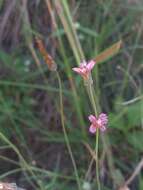 Image of Bidens rostrata Melchert