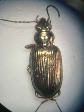 Image of Bembidion (Pseudoperyphus) chalceum Dejean 1831