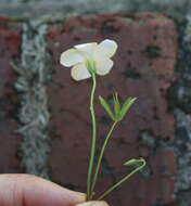 Imagem de Oxalis smithiana Eckl. & Zeyh.