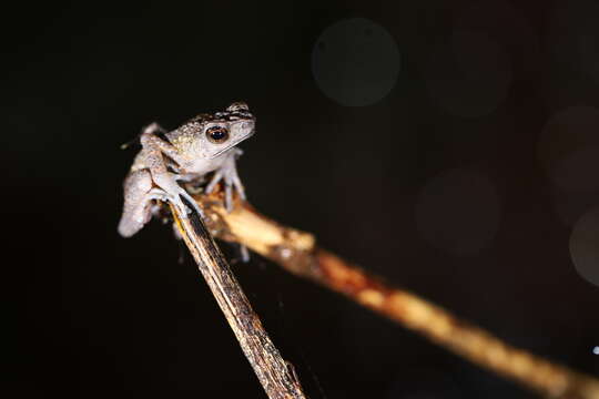 Image of Long-fingered Slender Toad