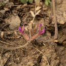 Sivun Oxytropis bicolor Bunge kuva