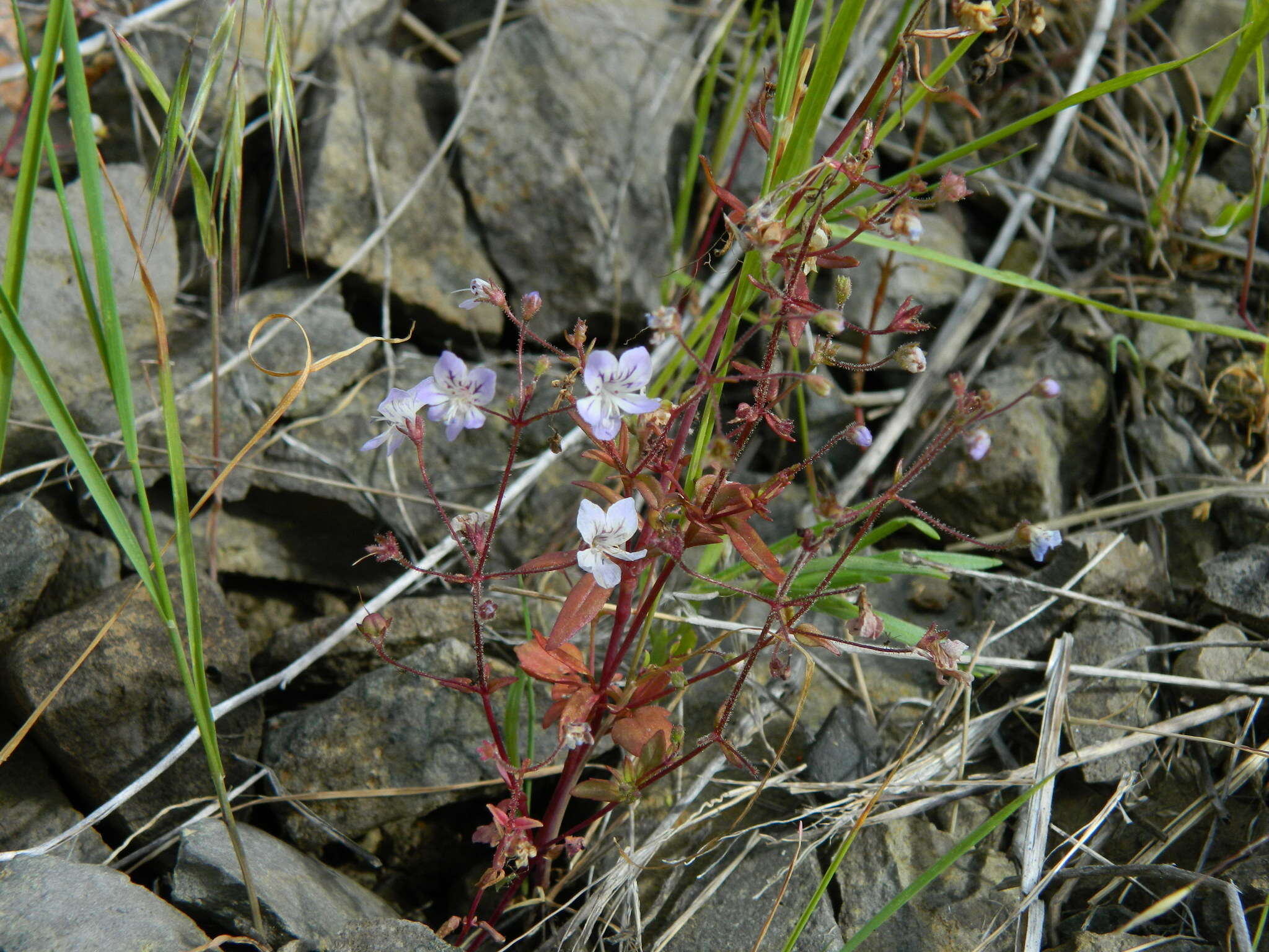 Image of manyflower tonella