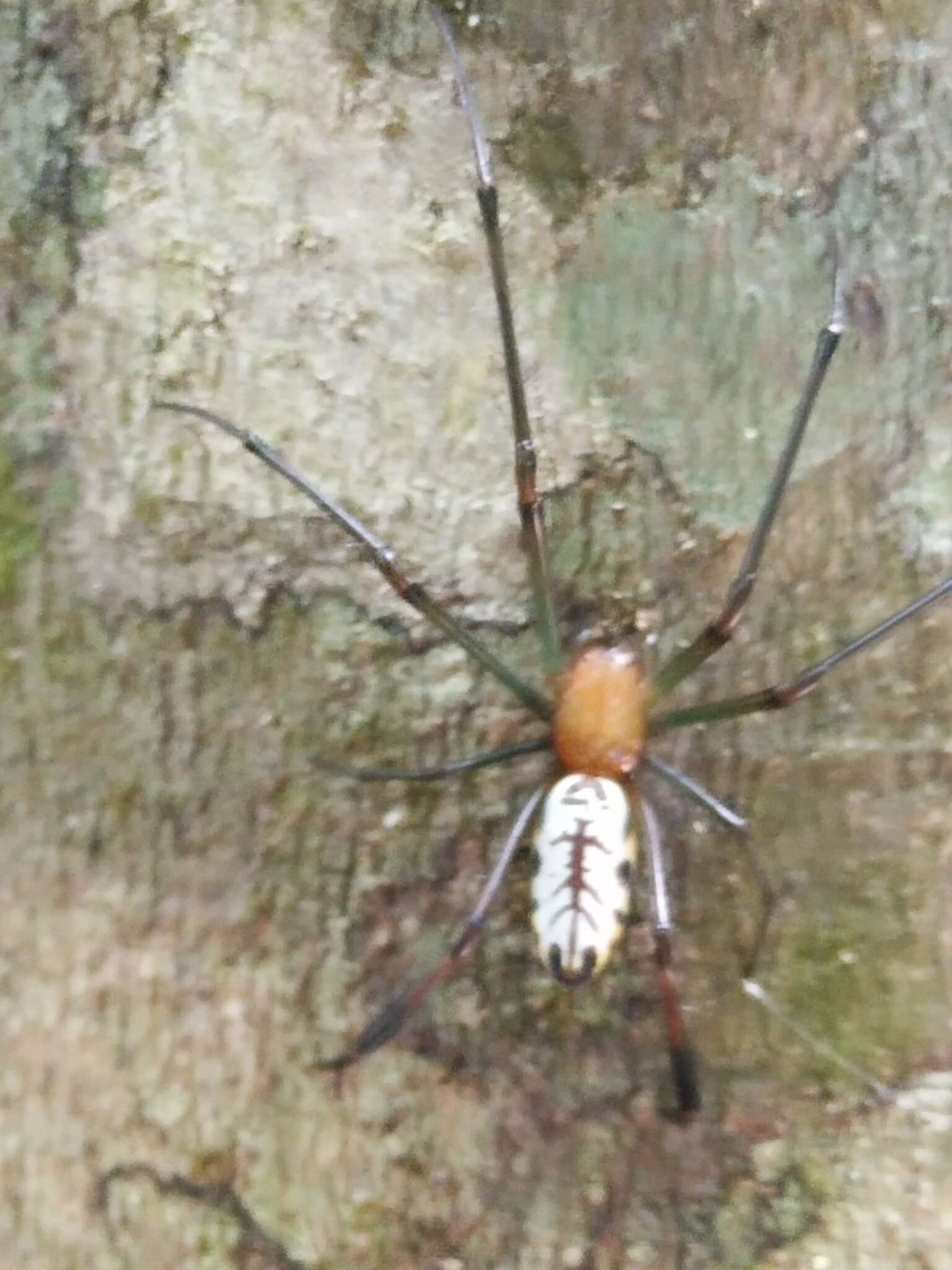 Image of Leucauge taiwanica Yoshida 2009