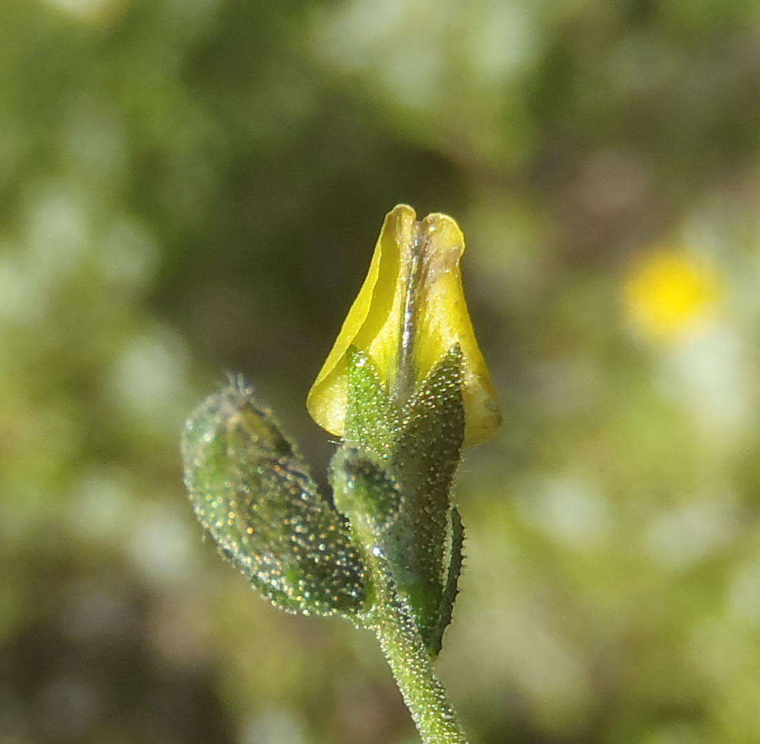 Image of Melolobium adenodes Eckl. & Zeyh.