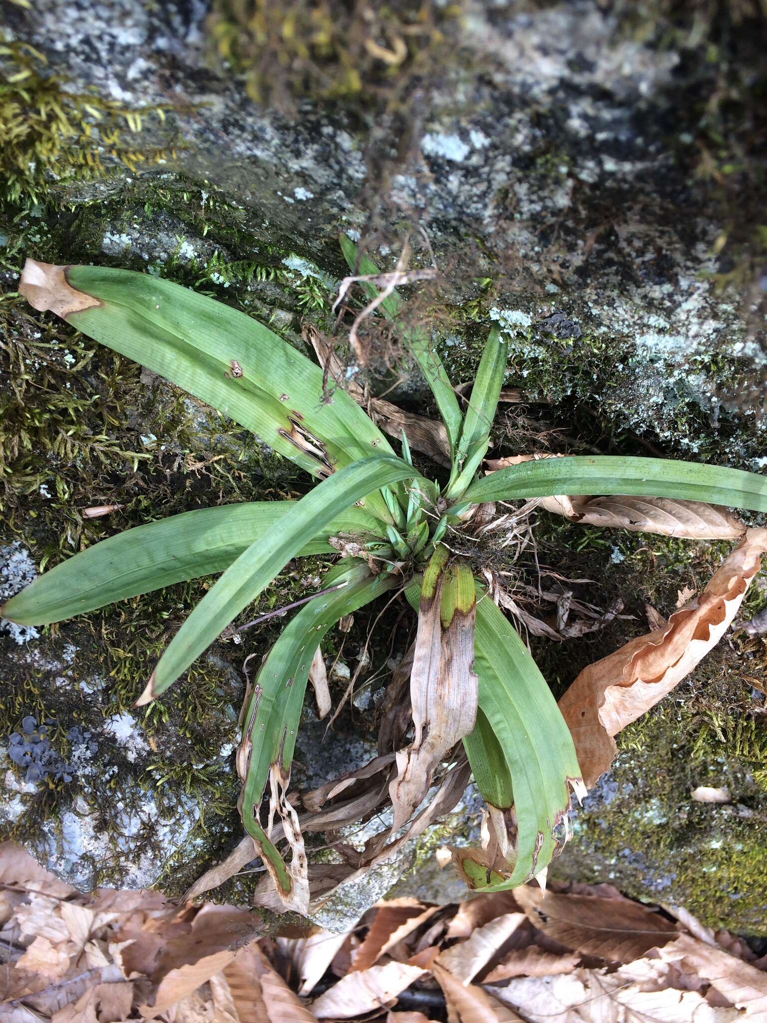 Imagem de Carex platyphylla J. Carey