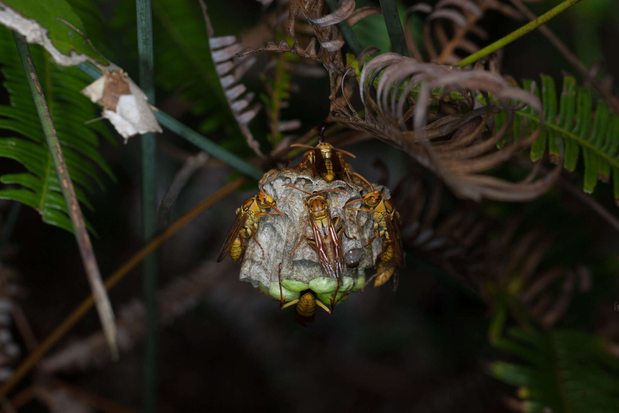 Image of Polistes japonicus de Saussure 1858